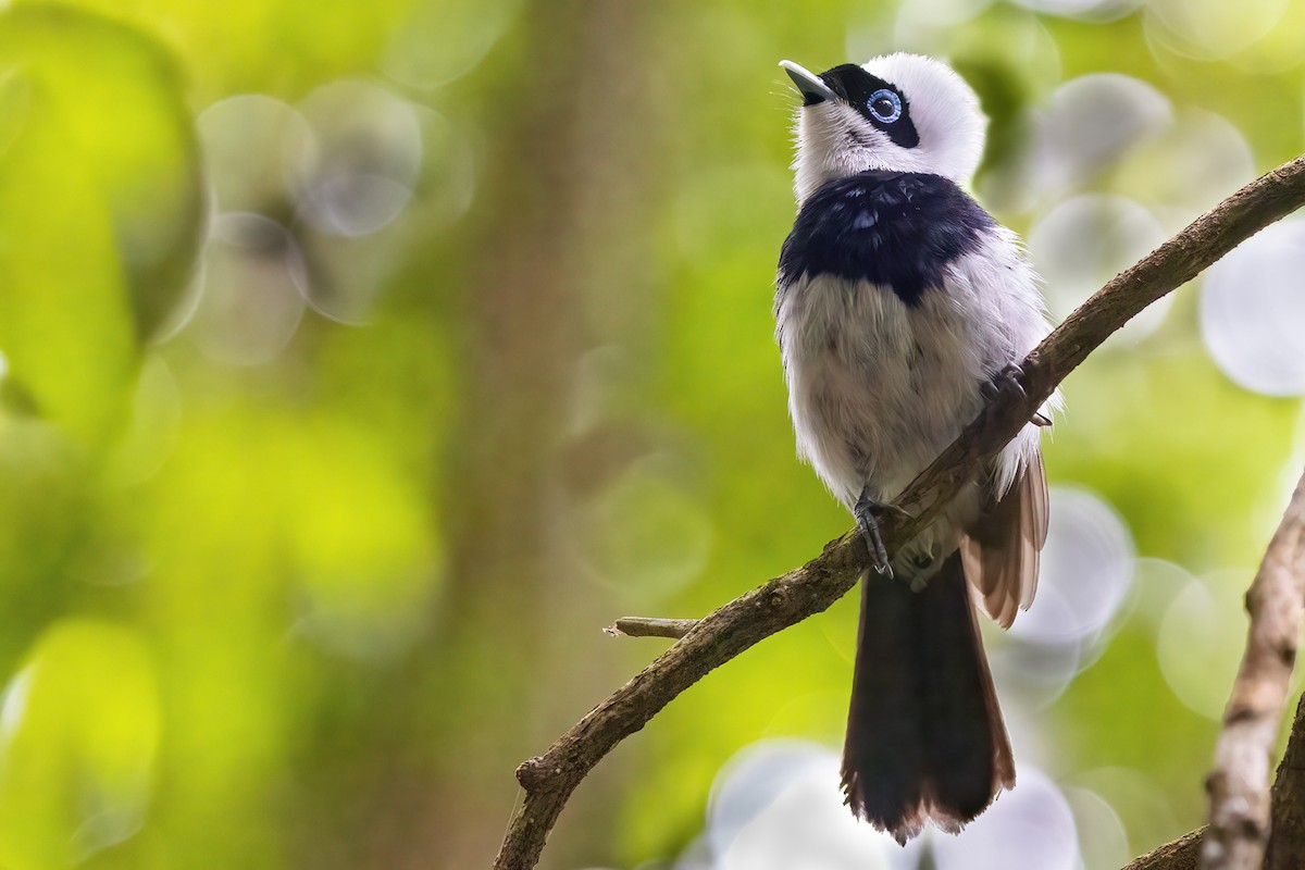 Pied Monarch - ML618654637