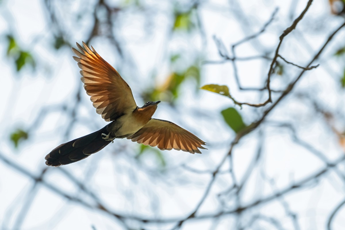 Chestnut-winged Cuckoo - ML618654644