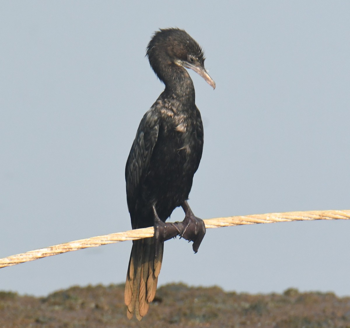 Little Cormorant - ML618654673