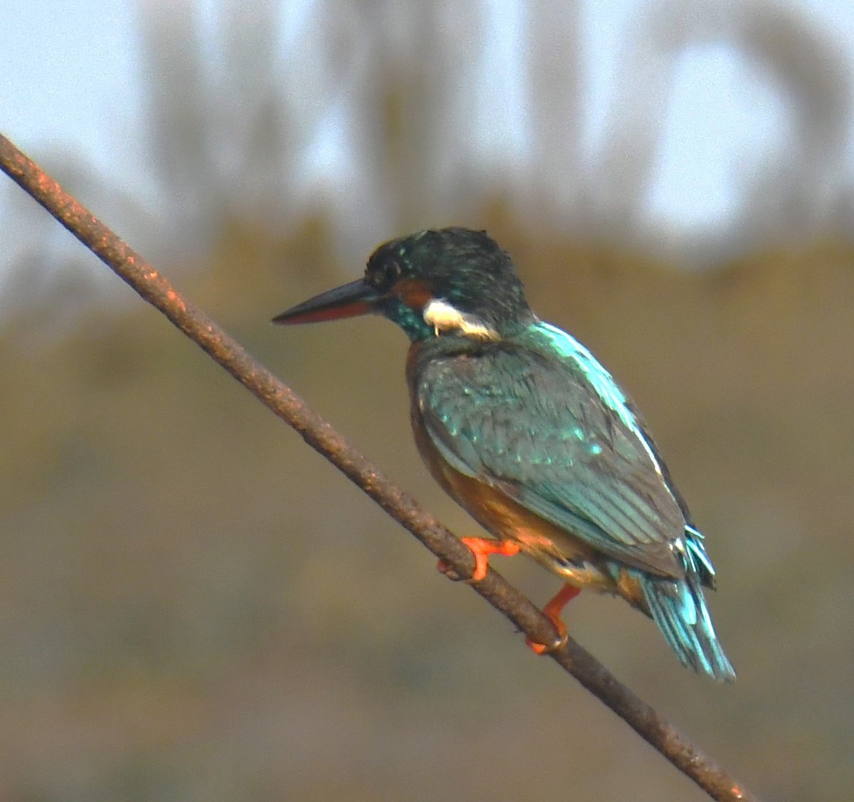 Common Kingfisher - ML618654680