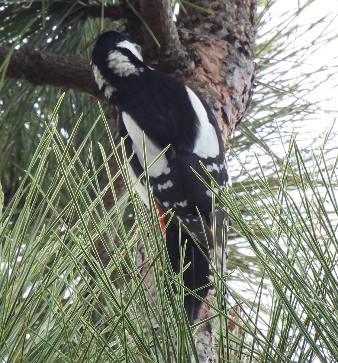 Great Spotted Woodpecker - ML618654744