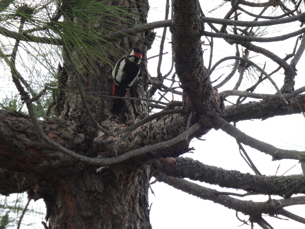 Great Spotted Woodpecker - ML618654747