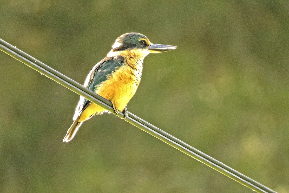 Sacred Kingfisher - ML618654755