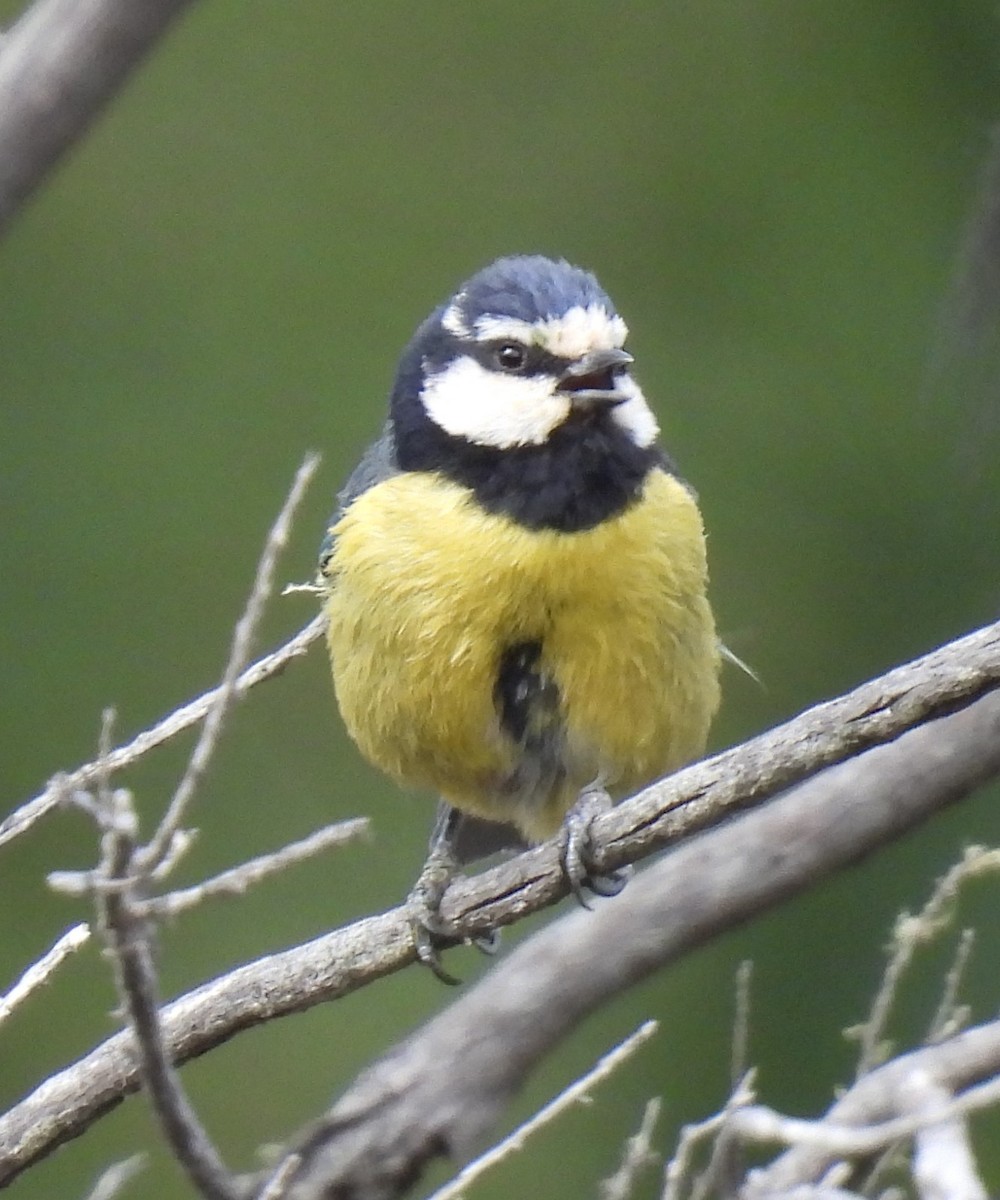 African Blue Tit - ML618654794