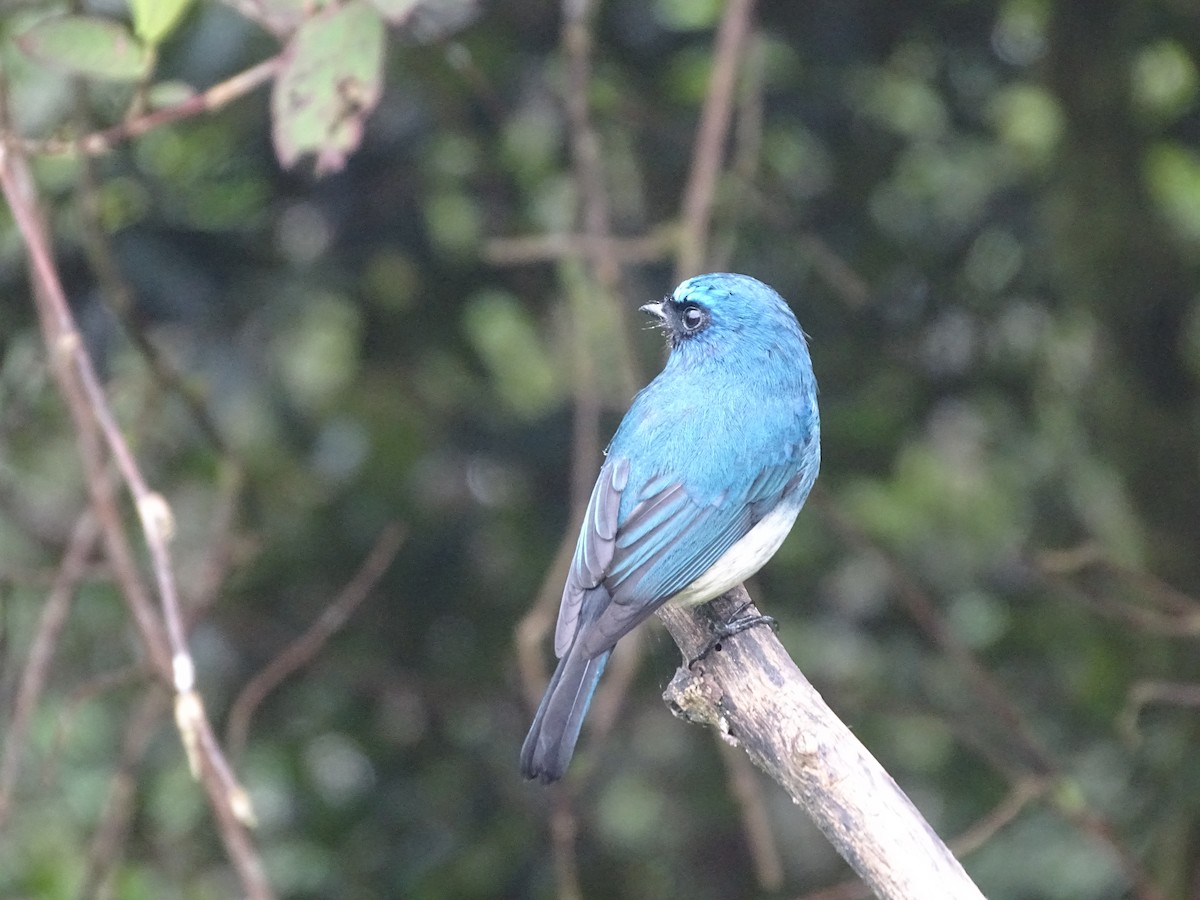 Indigo Flycatcher - Lai Wah Liu