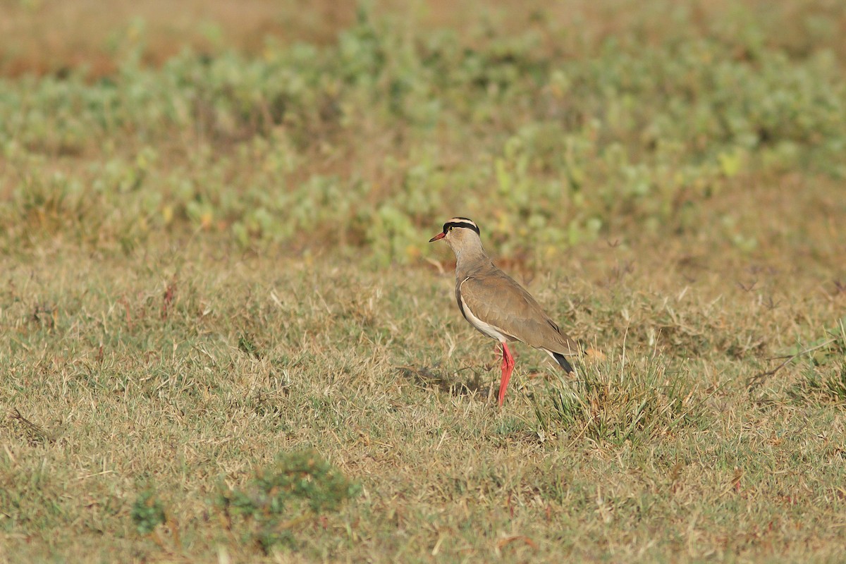 Crowned Lapwing - Morten Lisse