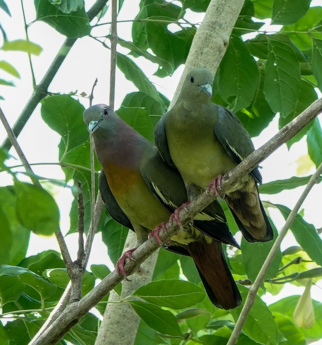 Pink-necked Green-Pigeon - ML618654883