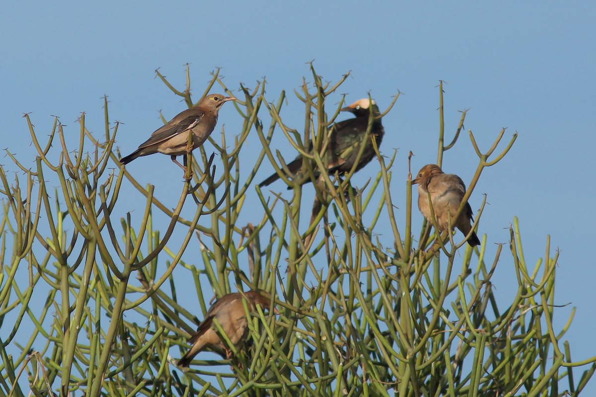 Wattled Starling - Morten Lisse