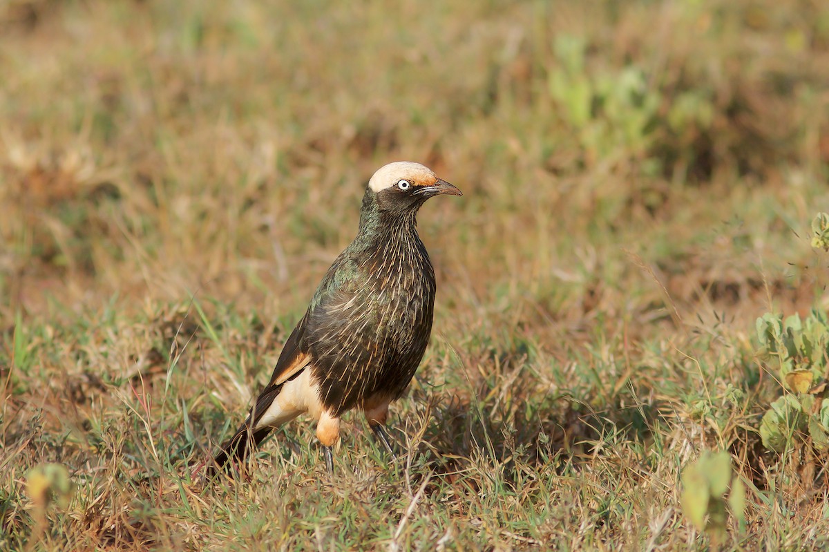 White-crowned Starling - ML618654888