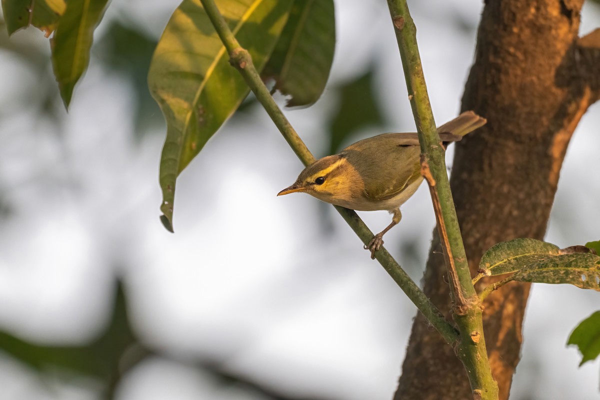 Western Crowned Warbler - Deepak Budhathoki 🦉