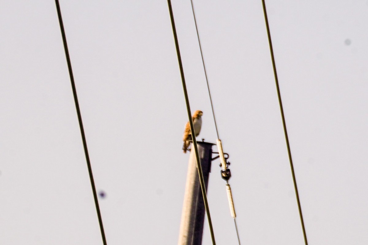 Red-tailed Hawk - Calvin Rees