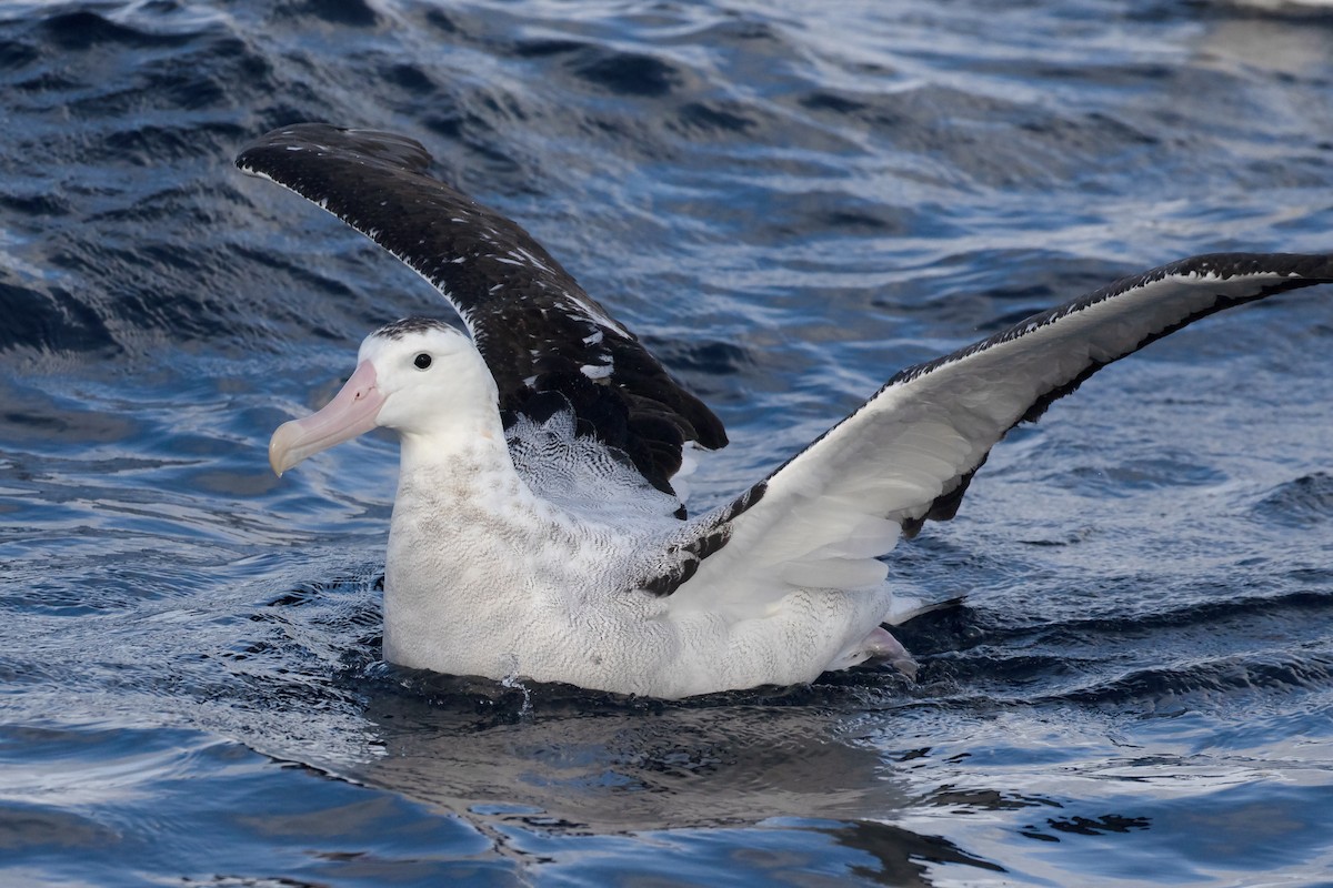 Antipodean Albatross (Gibson's) - David Harper