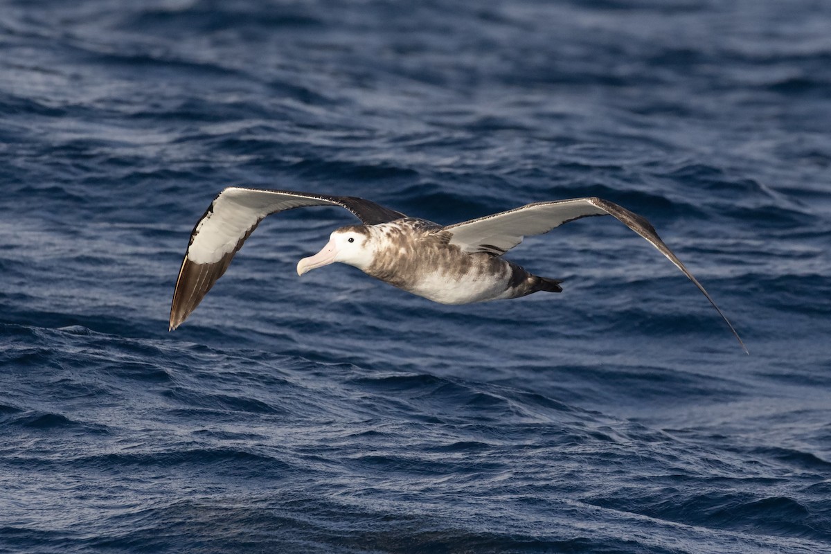 Antipodean Albatross (gibsoni) - ML618654917