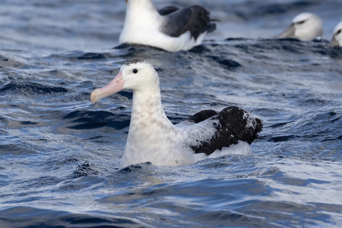 Antipodean Albatross (gibsoni) - ML618654925