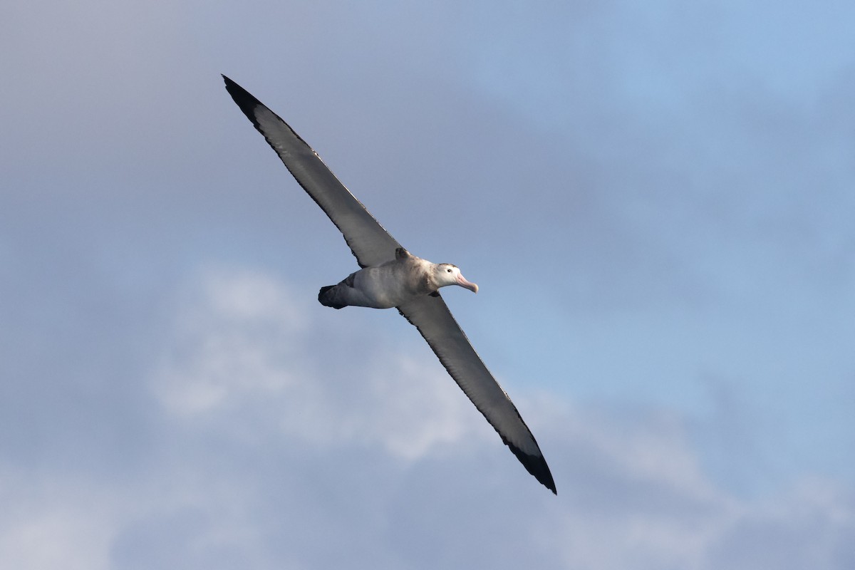 Antipodean Albatross (gibsoni) - ML618654927