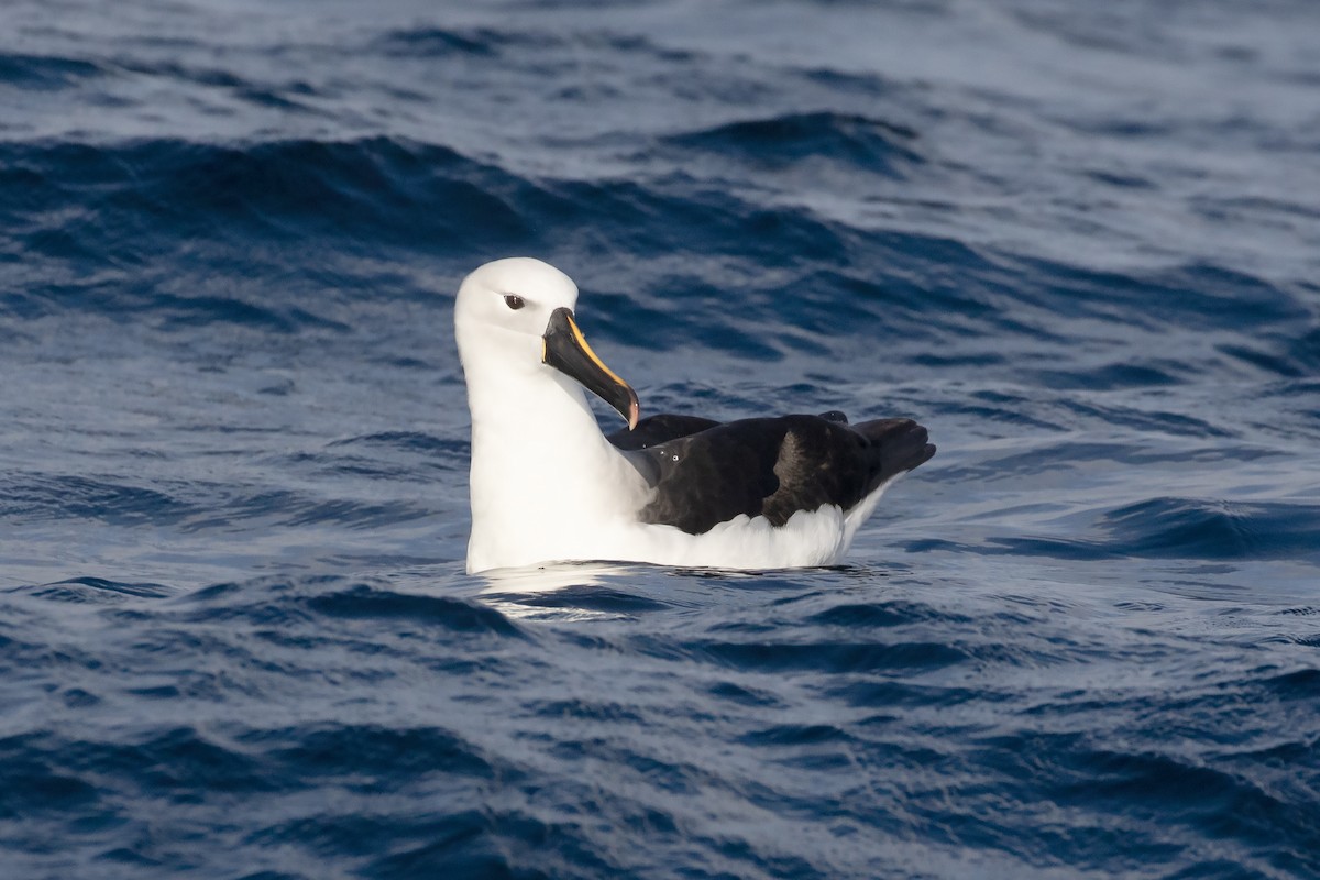 Indian Yellow-nosed Albatross - ML618654929