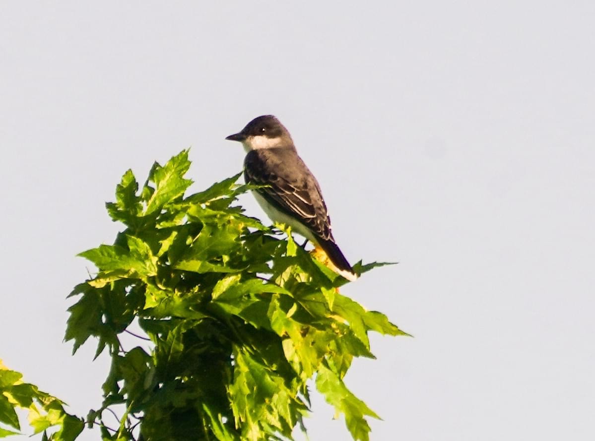 Eastern Kingbird - Calvin Rees