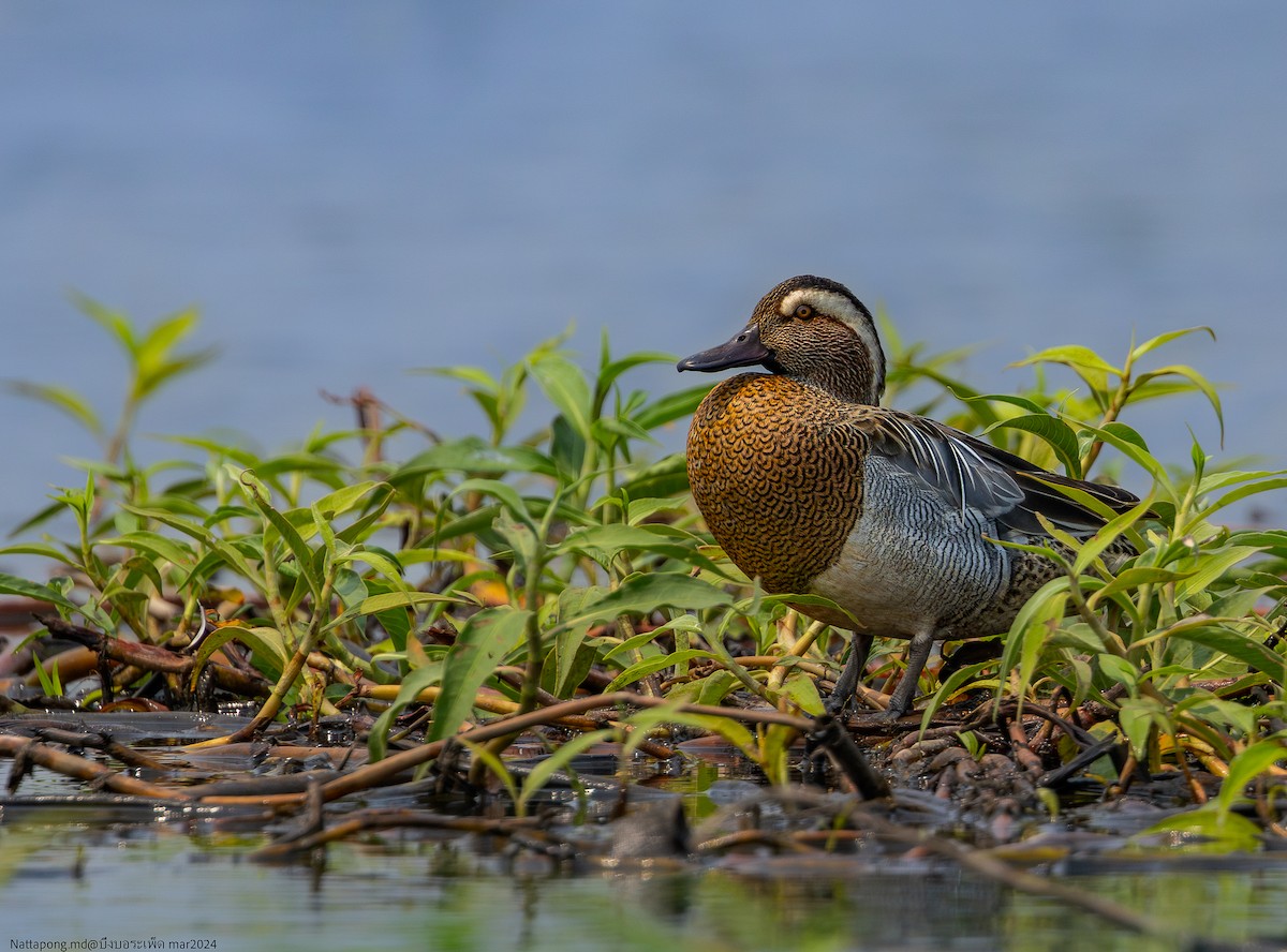 Garganey - ML618655012