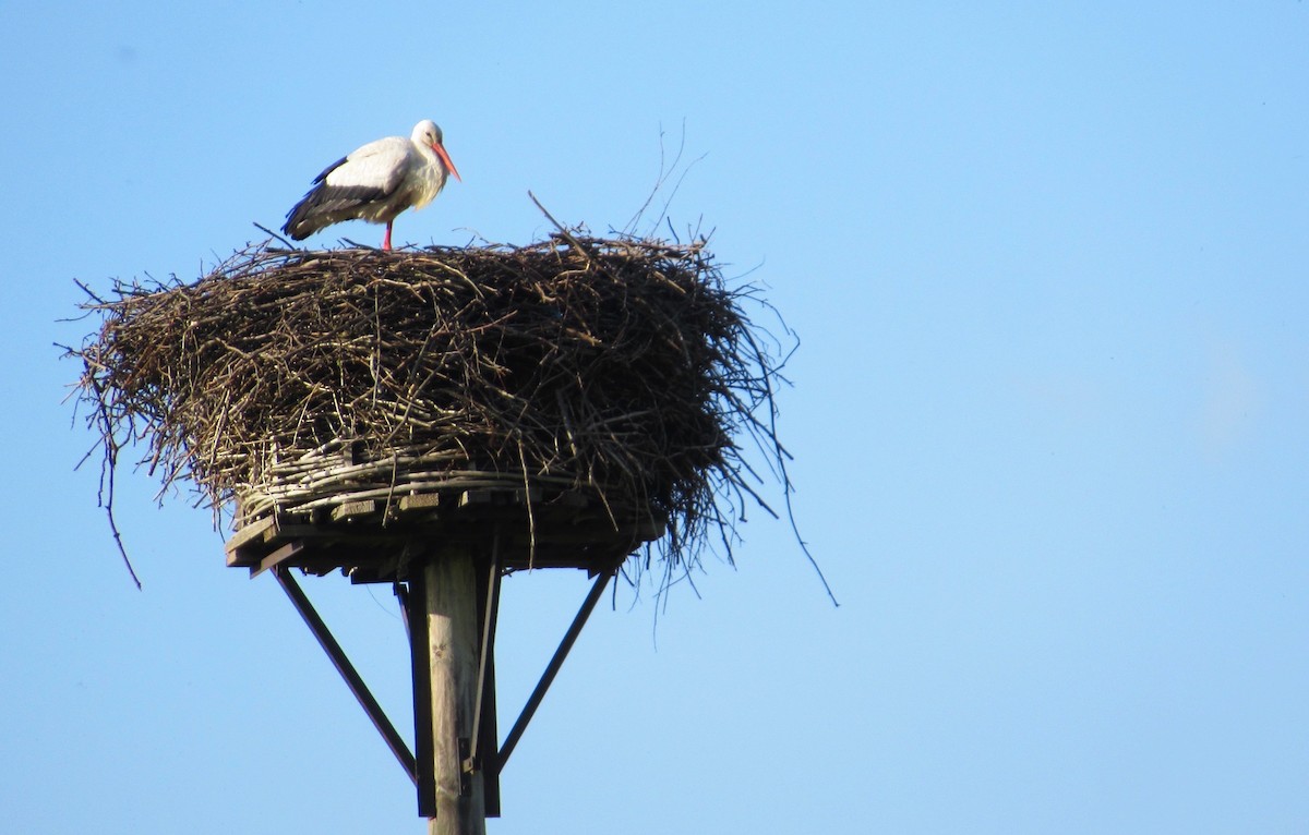 White Stork - ML618655017