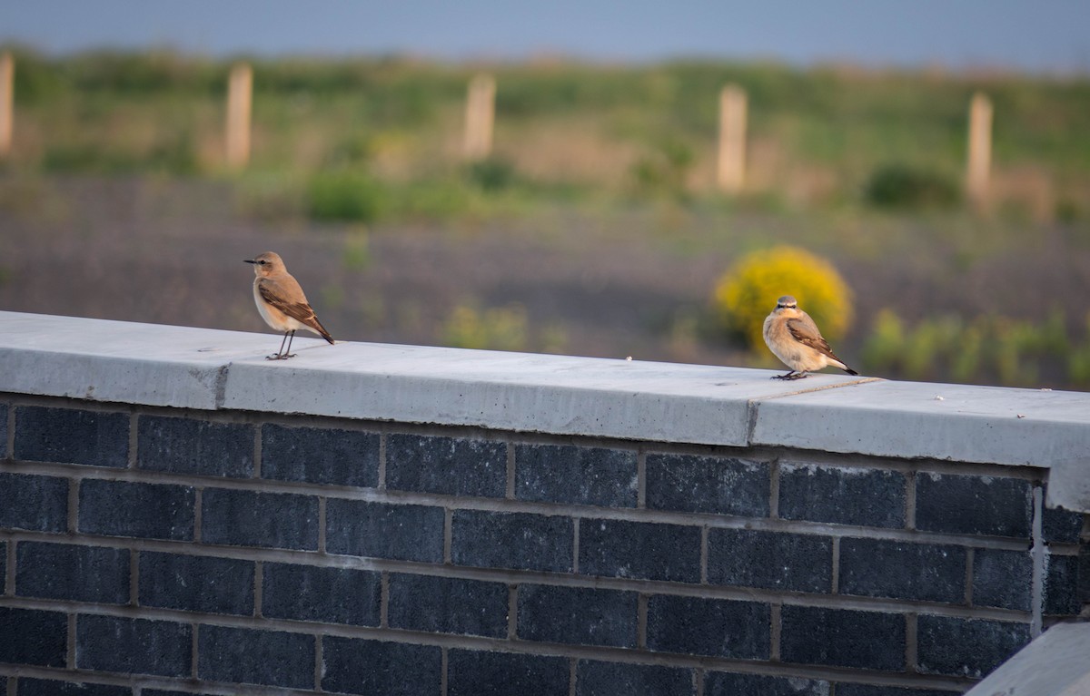 Northern Wheatear - Pasi Hyvönen