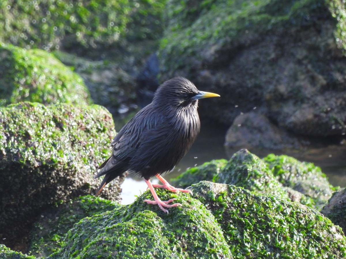 Spotless Starling - Peter Koleszar