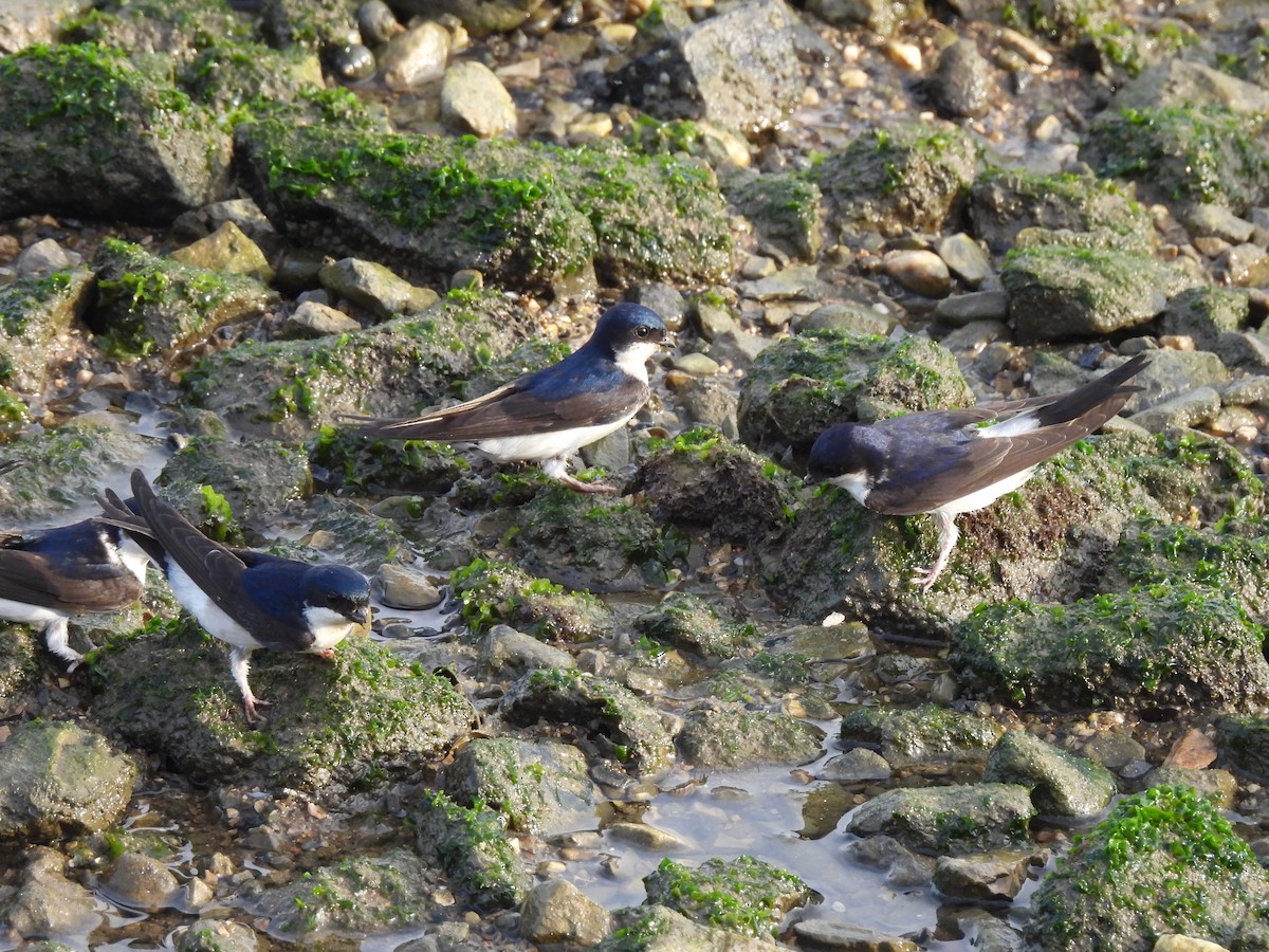 Western House-Martin - Peter Koleszar