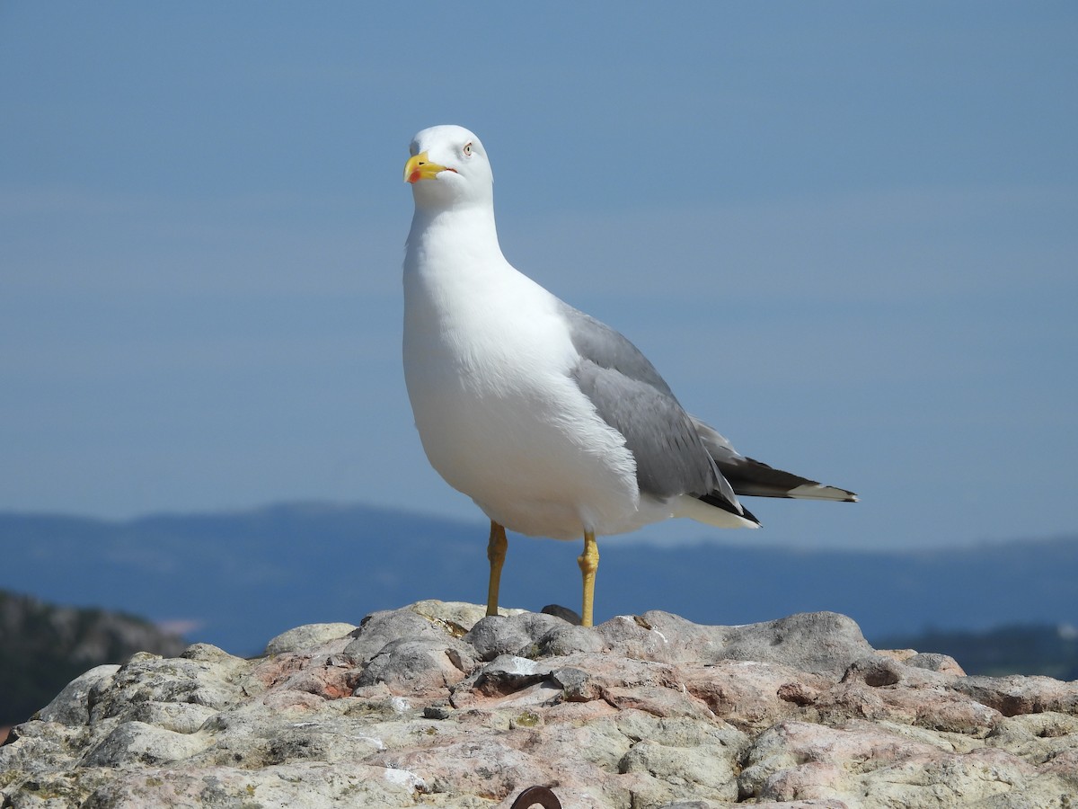 Yellow-legged Gull - ML618655151