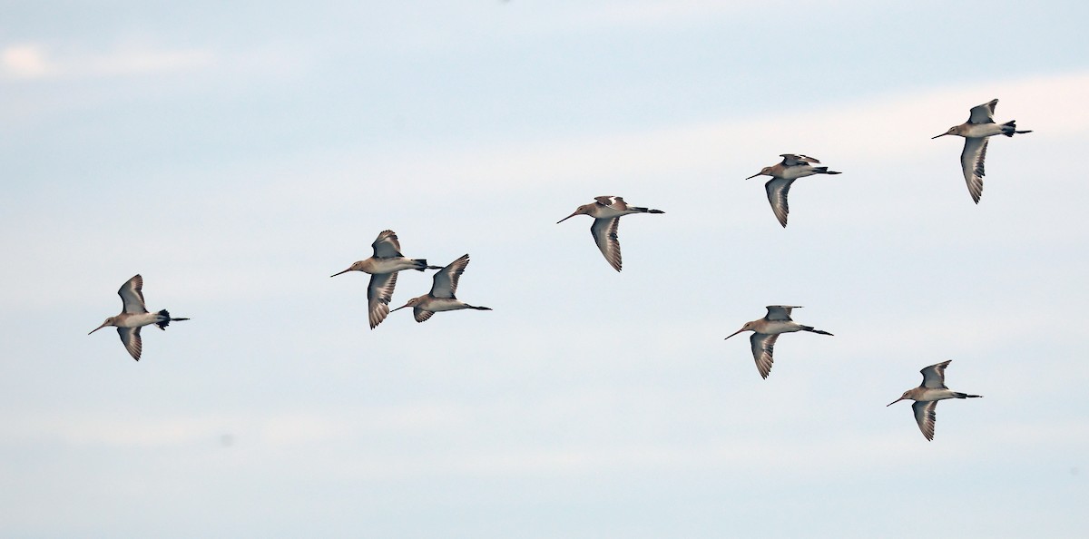 Black-tailed Godwit (melanuroides) - ML618655152