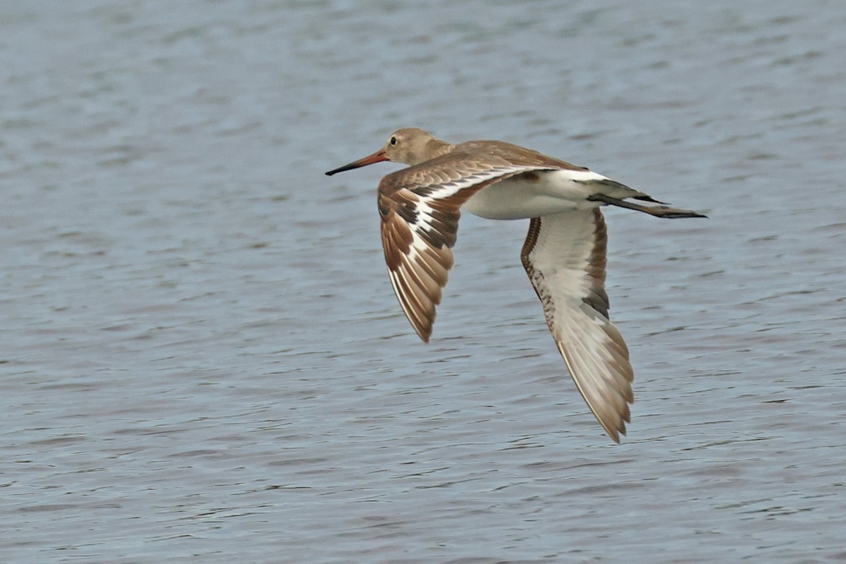 Black-tailed Godwit (bohaii) - ML618655178