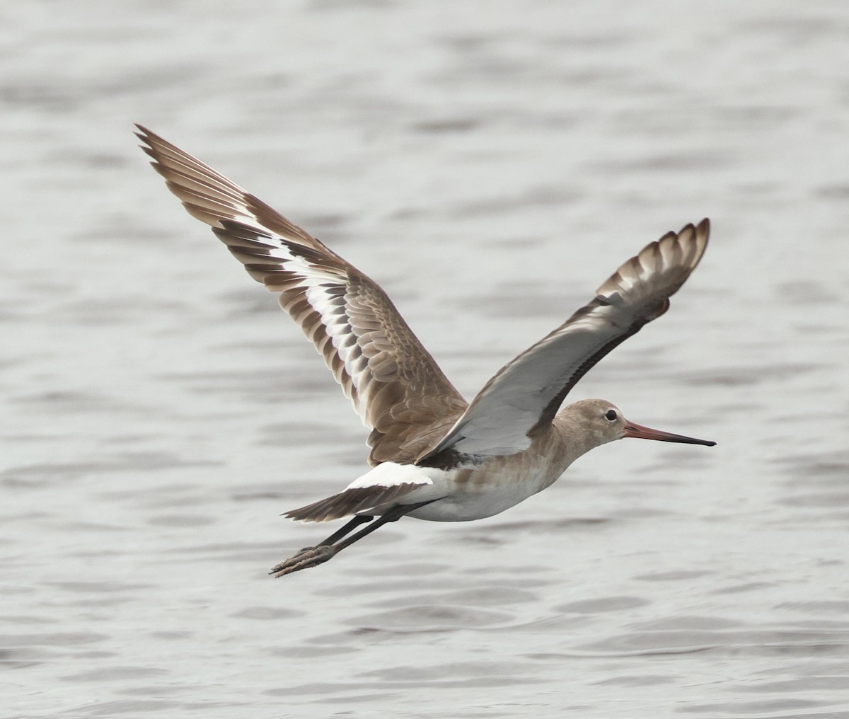 Black-tailed Godwit (bohaii) - ML618655180