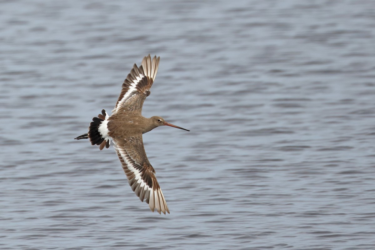 Black-tailed Godwit (bohaii) - ML618655183