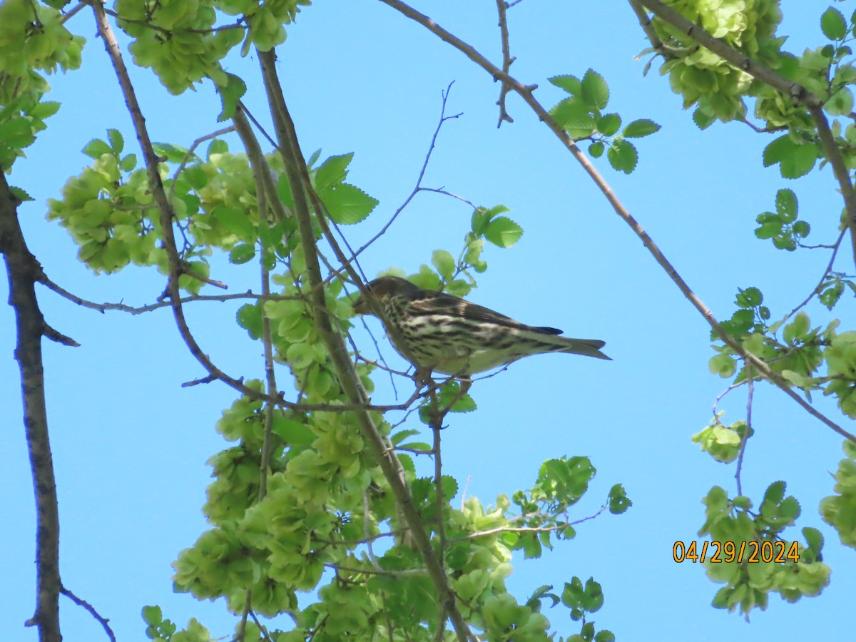 Cassin's Finch - Beth  Cottam