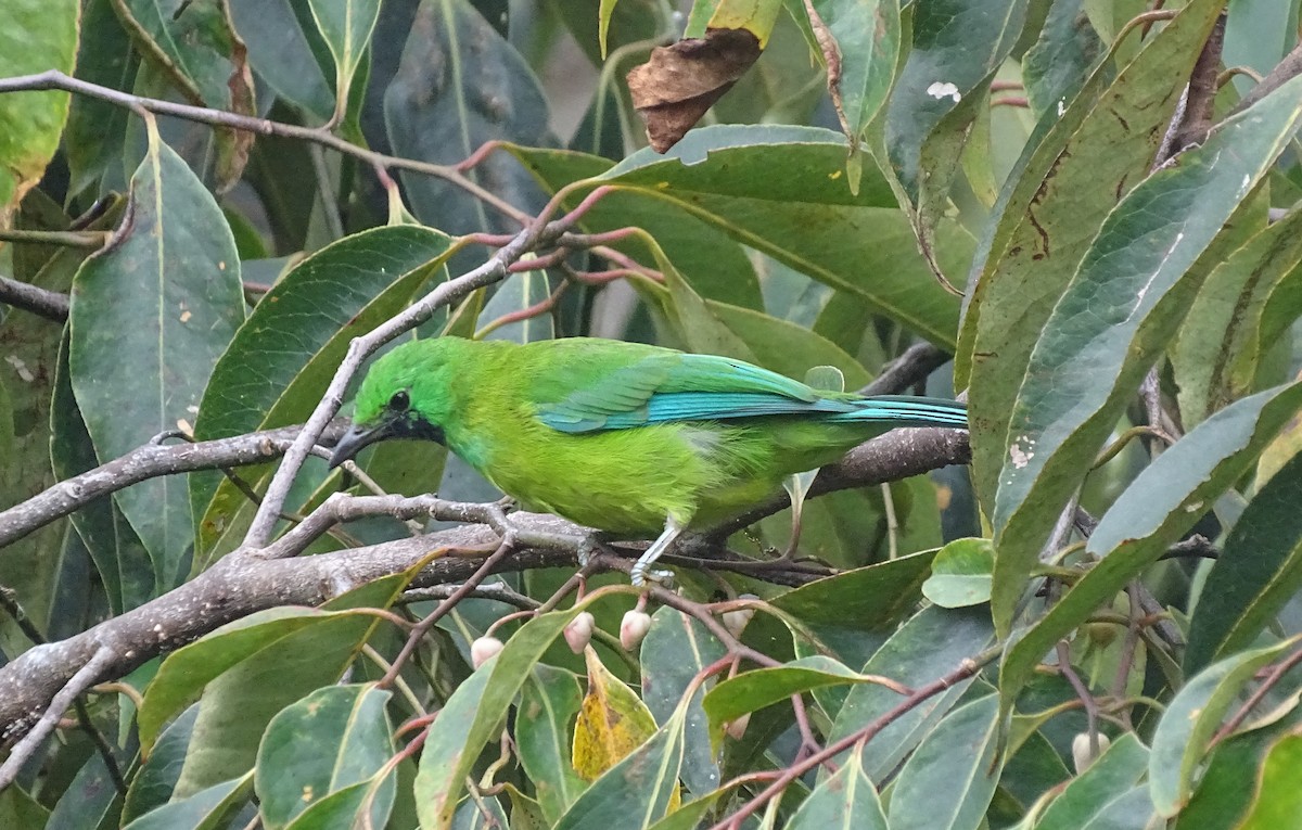 Bornean Leafbird - ML618655236