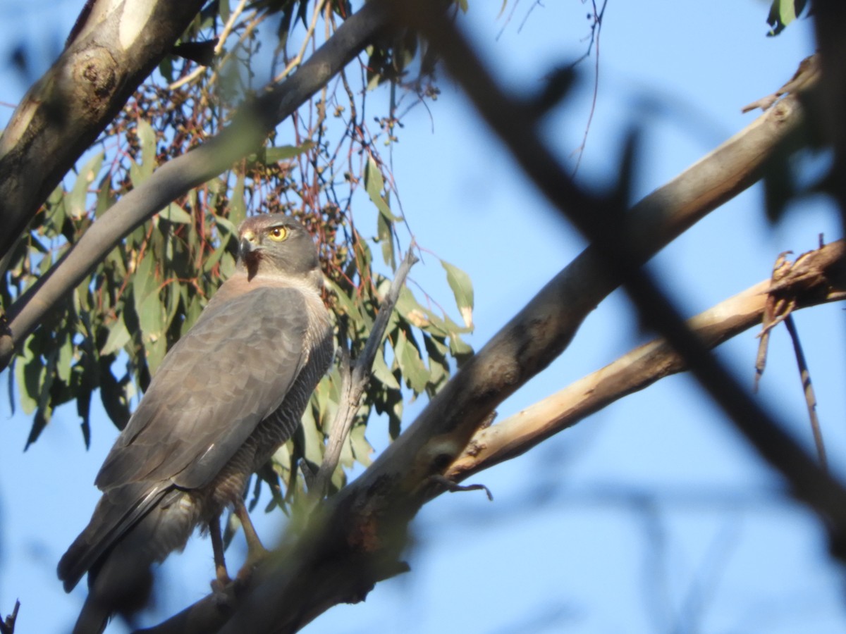 Brown Goshawk - ML618655237