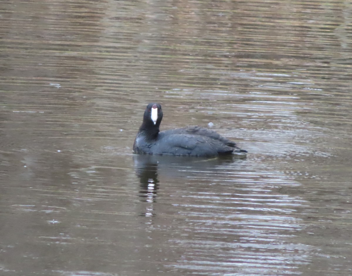 American Coot - Violet Kosack