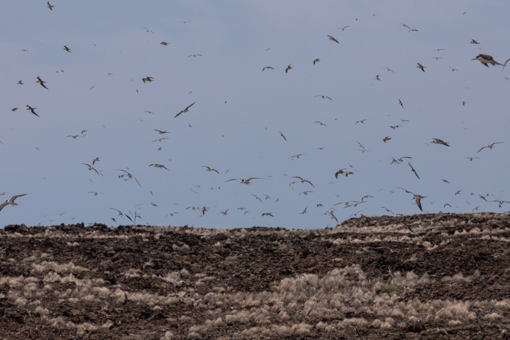 Sooty Tern - ML618655271