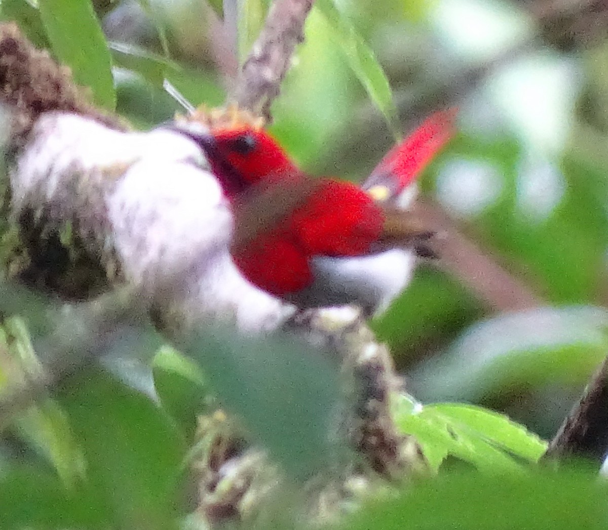 Temminck's Sunbird - ML618655279