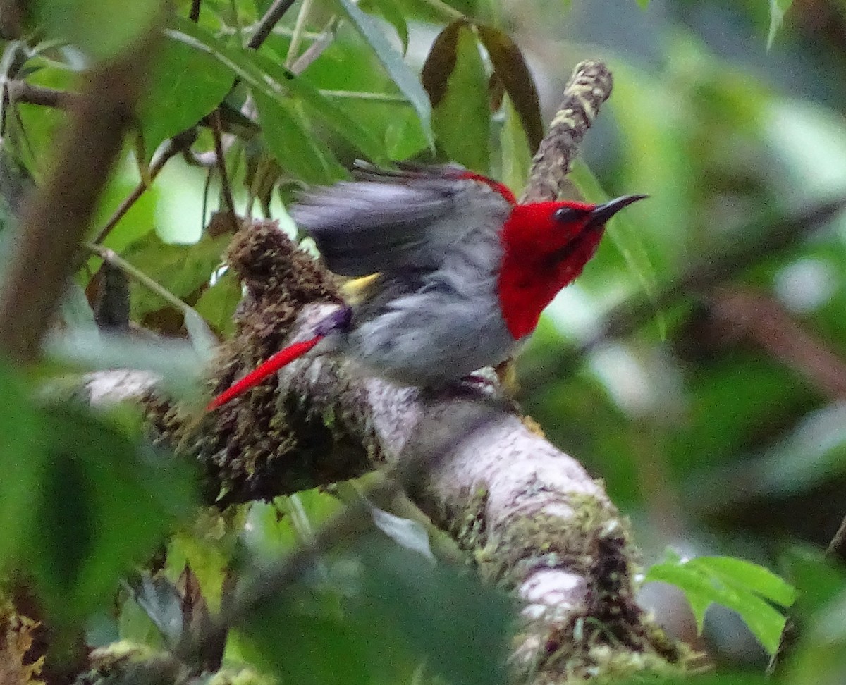 Temminck's Sunbird - ML618655280