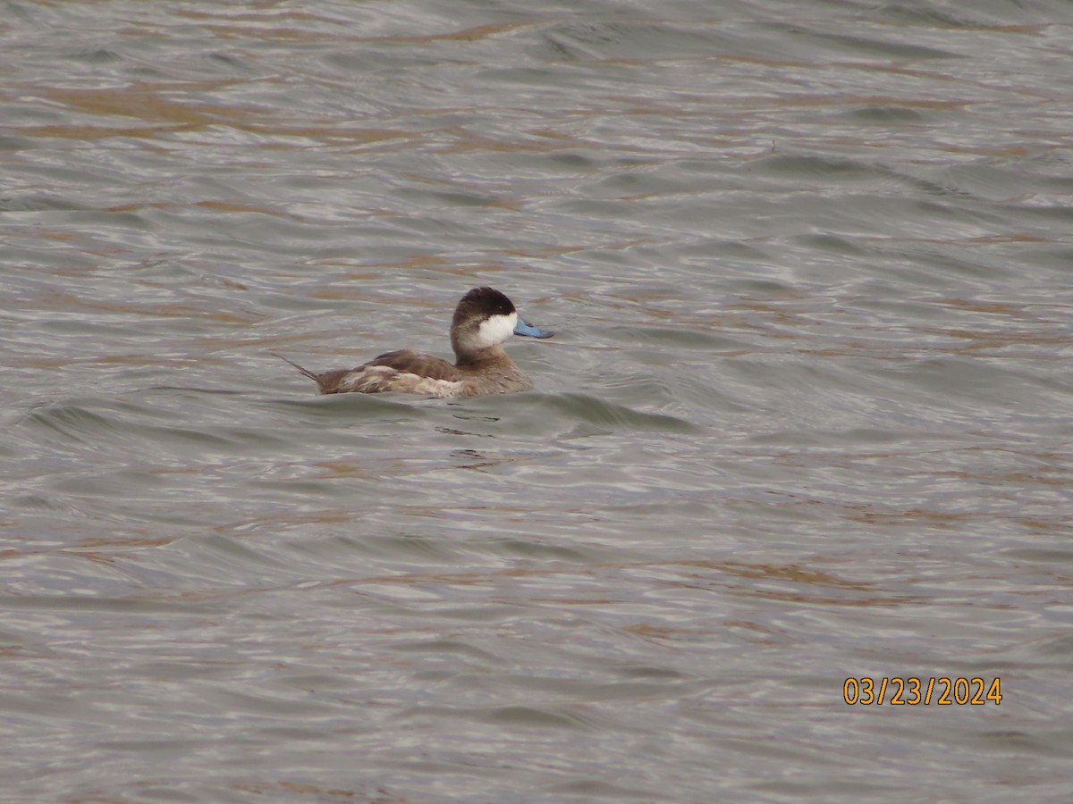 Ruddy Duck - ML618655289