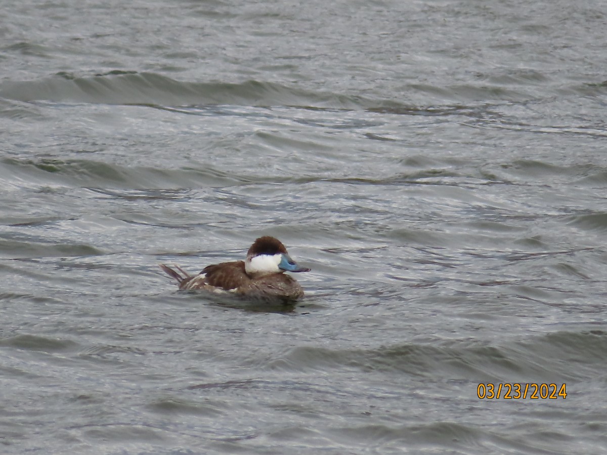 Ruddy Duck - ML618655290