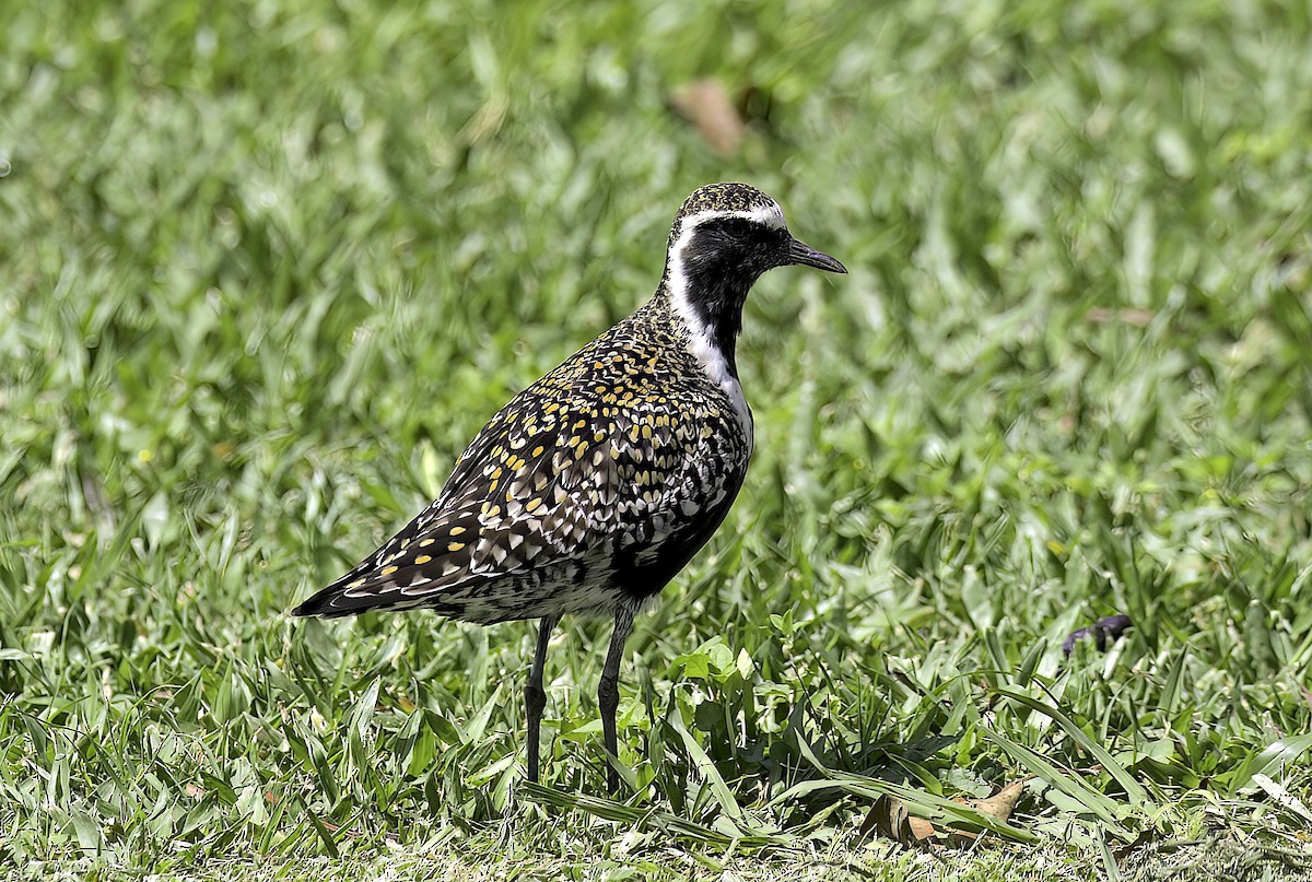 Pacific Golden-Plover - ML618655291