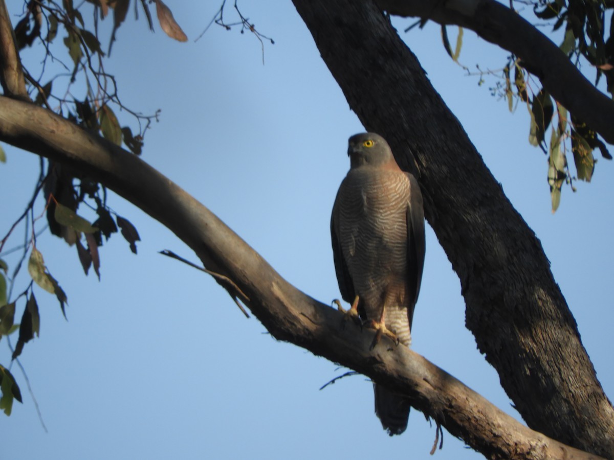 Brown Goshawk - ML618655342