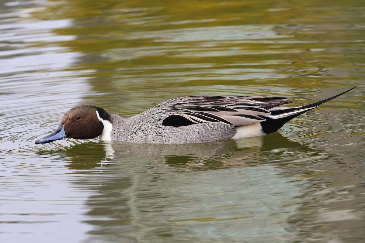 Northern Pintail - ML618655348