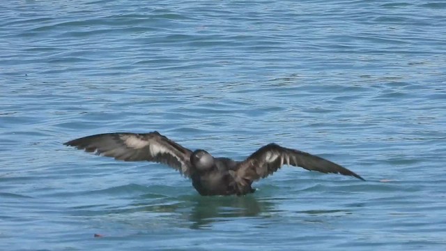 Short-tailed Shearwater - ML618655369