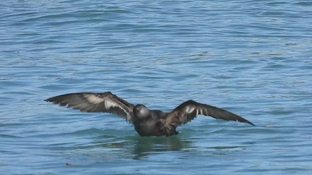 Short-tailed Shearwater - ML618655369