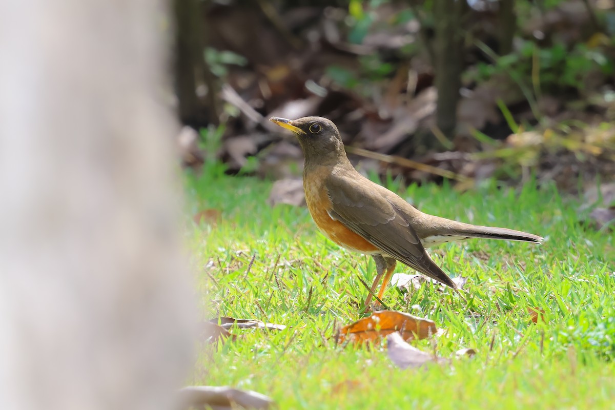 Brown-headed Thrush - Amit Goldstein