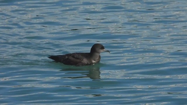 Short-tailed Shearwater - ML618655393