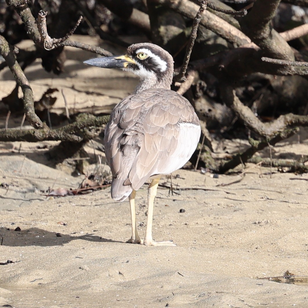 Beach Thick-knee - ML618655422