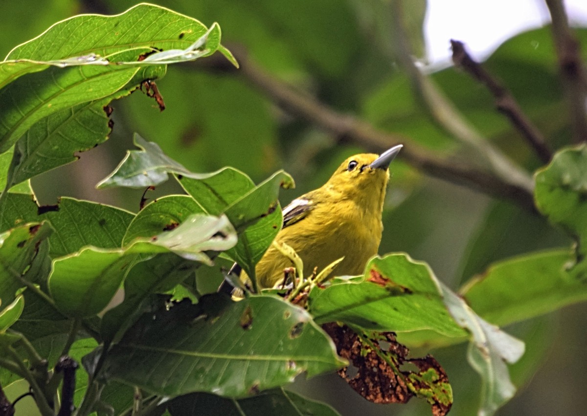 Common Iora - ML618655430