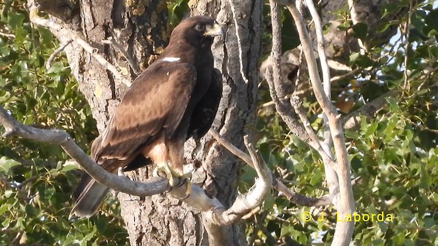 Booted Eagle - ML618655431